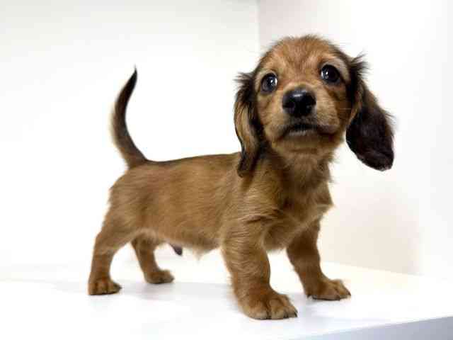 兵庫県のミニチュアダックスフンド(ロング) (ひごペットフレンドリーイトーヨーカドー明石店/2025年9月7日生まれ/男の子/シェーデットレッド)の子犬の2枚目の画像