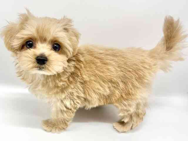 大阪府のマルプー(マルチーズ×プードル) (ひごペットフレンドリーイオンタウン豊中庄内店/2025年9月4日生まれ/男の子/クリーム)の子犬の2枚目の画像