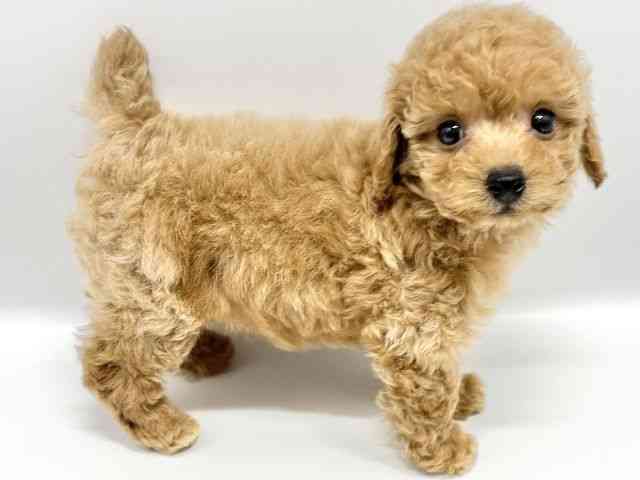 大阪府のトイプードル(トイ) (ひごペットフレンドリーイオンタウン豊中庄内店/2025年9月7日生まれ/男の子/アプリコット)の子犬の2枚目の画像