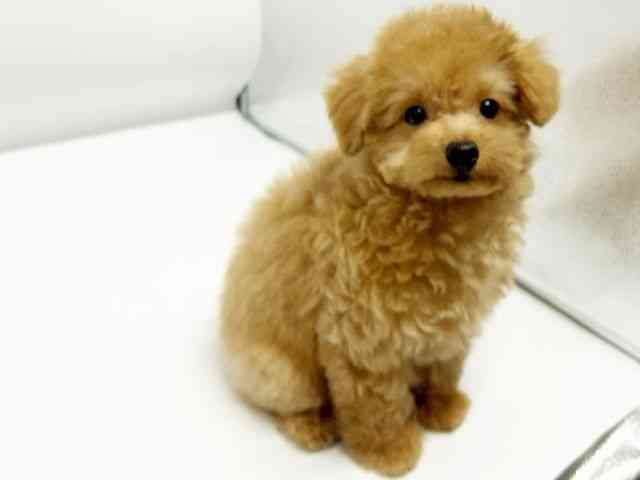 大阪府のトイプードル(トイ) (ひごペットフレンドリーイオンタウン豊中庄内店/2025年9月7日生まれ/男の子/アプリコット)の子犬の2枚目の画像