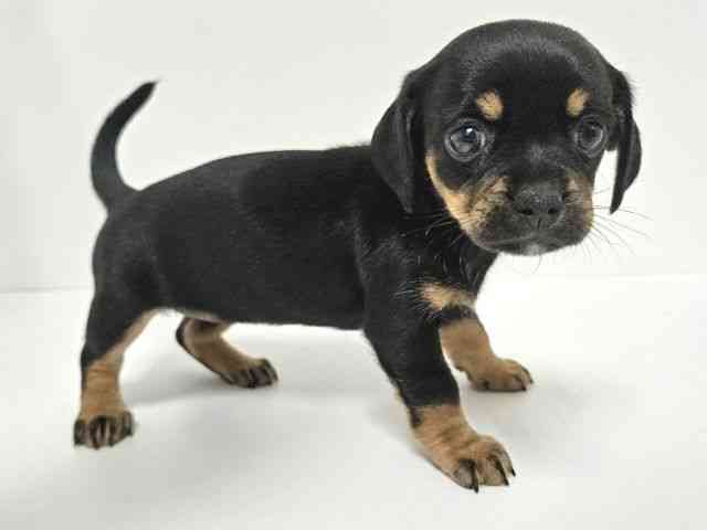 愛知県のチワックス(チワワ×ダックス) (ひごペットフレンドリーイトーヨーカドー知多店/2025年9月6日生まれ/女の子/ブラックタン)の子犬の2枚目の画像