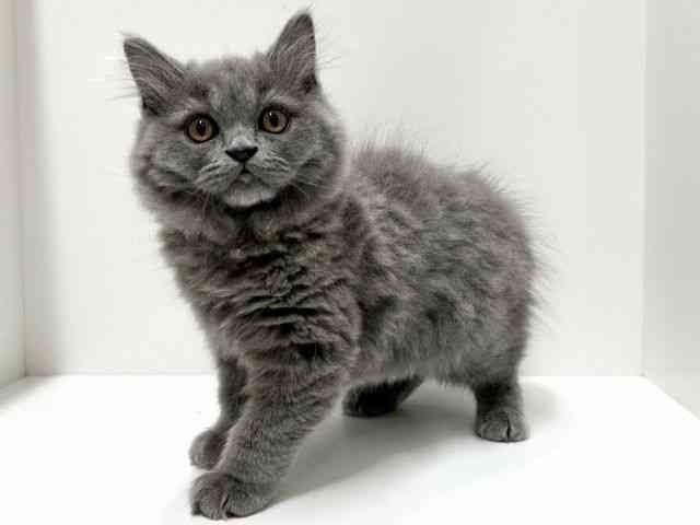 愛知県のブリティッシュロングヘアー (ひごペットフレンドリーららぽーと名古屋みなとアクルス店/2025年9月3日生まれ/男の子/ブルー)の子猫の2枚目の画像