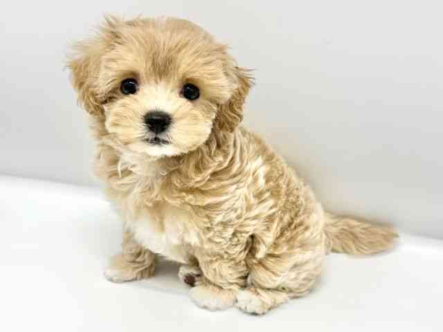 大阪府のマルプー(マルチーズ×プードル) (ひごペットフレンドリーイオンタウン豊中庄内店/2025年9月4日生まれ/女の子/アプリコット)の子犬の2枚目の画像