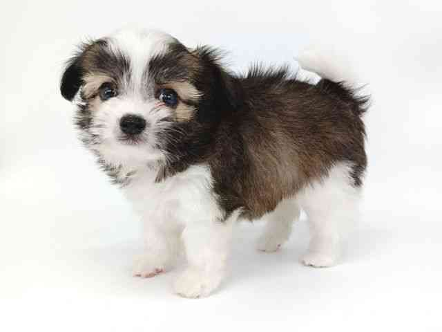 大阪府のチワズー/チワシーズ(チワワ×シーズー) (ひごペットフレンドリー泉ヶ丘店/2025年9月7日生まれ/男の子/ホワイトゴールド)の子犬の2枚目の画像