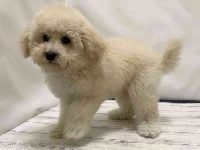 和歌山県のビションプー(ビションフリーゼ×プードル) (ひごペットフレンドリーパームシティ和歌山店/2025年9月7日生まれ/男の子/クリーム)の子犬の2枚目の画像