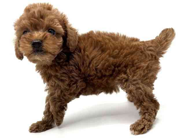 大阪府のトイプードル(トイ) (ひごペットフレンドリーみのおキューズモール店/2025年9月5日生まれ/女の子/レッド)の子犬の2枚目の画像