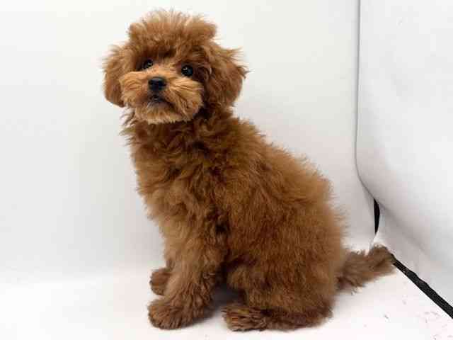 大阪府のトイプードル(トイ) (ひごペットフレンドリーみのおキューズモール店/2025年9月5日生まれ/女の子/レッド)の子犬の2枚目の画像