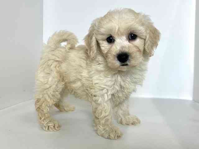 大阪府のビションプー(ビションフリーゼ×プードル) (ひごペットフレンドリーアクロスプラザ住之江店/2025年9月6日生まれ/男の子/アプリコット)の子犬の2枚目の画像