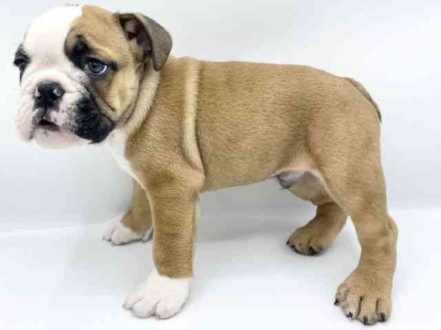 大阪府のブルドッグ (ひごペットフレンドリーららぽーとEXPOCITY店/2025年9月6日生まれ/男の子/レッドホワイト)の子犬の2枚目の画像