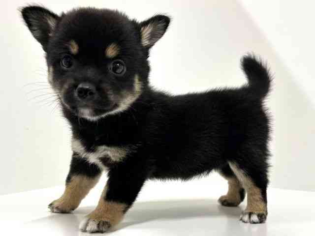 奈良県のチワ柴/柴チワ/チワシバ(チワワ×柴) (ひごペットフレンドリーイオンモール橿原ウエスト・ビレッジ店/2025年9月3日生まれ/女の子/ブラックタン)の子犬の2枚目の画像