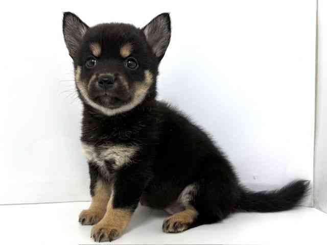 大阪府のチワ柴/柴チワ/チワシバ(チワワ×柴) (ひごペットフレンドリーベルファⅡ都島店/2025年9月3日生まれ/女の子/ブラックタン)の子犬の2枚目の画像