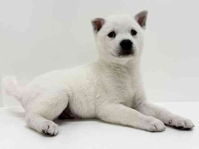 大阪府の紀州犬 (ひごペットフレンドリーくずはモール店/2025年9月5日生まれ/男の子/白)の子犬の2枚目の画像