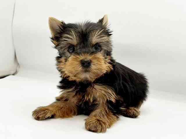 兵庫県のヨークシャーテリア (ひごペットフレンドリーコロワ甲子園店/2025年9月6日生まれ/女の子/スチールブルータン)の子犬の2枚目の画像