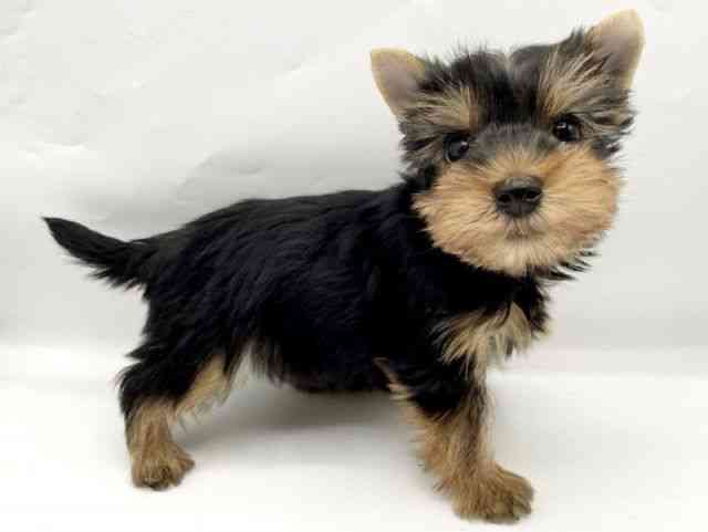 奈良県のヨークシャーテリア (ひごペットフレンドリートナリエ大和高田店/2025年9月6日生まれ/男の子/スチールブルータン)の子犬の2枚目の画像