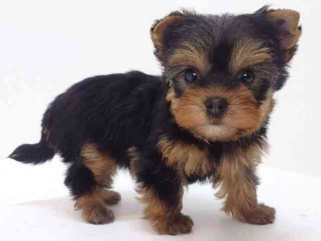 大阪府のヨークシャーテリア (ひごペットフレンドリーいこらもーる泉佐野店/2025年9月7日生まれ/女の子/スチールブルータン)の子犬の2枚目の画像