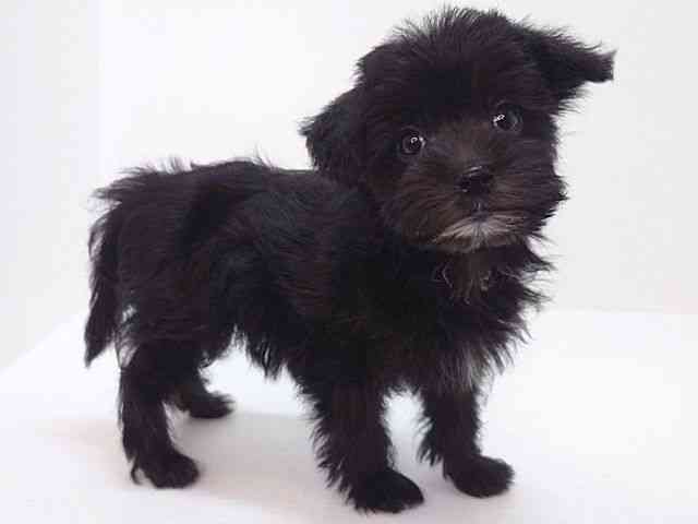 大阪府のマルキー/マルヨーキー(マルチーズ×ヨークシャーテリア) (ひごペットフレンドリーいこらもーる泉佐野店/2025年9月2日生まれ/男の子/ブラックホワイト)の子犬の2枚目の画像