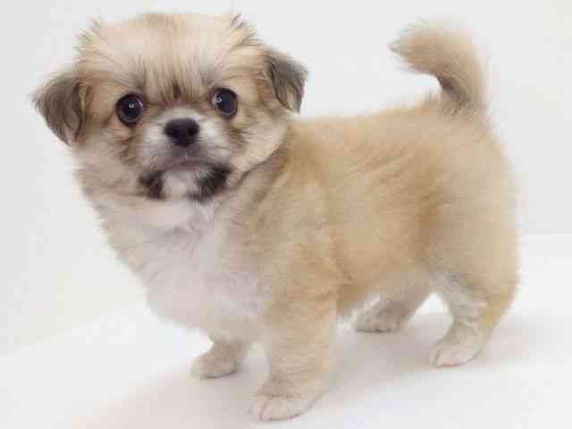 大阪府のハーフ犬・ミックス犬 (ひごペットフレンドリーいこらもーる泉佐野店/2025年9月7日生まれ/男の子/フォーン)の子犬の2枚目の画像