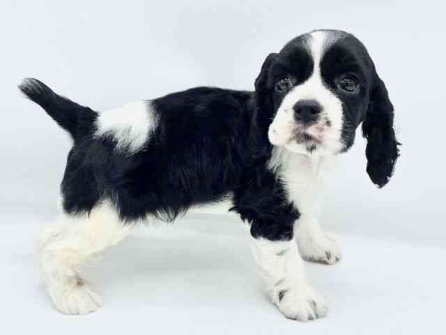 大阪府のアメリカンコッカースパニエル (ひごペットフレンドリーららぽーとEXPOCITY店/2025年9月6日生まれ/男の子/ホワイトブラック)の子犬の2枚目の画像