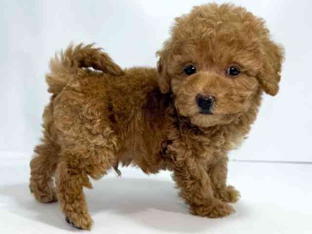 大阪府のハーフ犬・ミックス犬 (ひごペットフレンドリーイオンそよら海老江店/2025年9月8日生まれ/男の子/レッド)の子犬の2枚目の画像