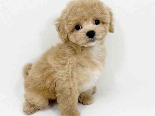 京都府のハーフ犬・ミックス犬 (ひごペットフレンドリーイズミヤショッピングセンター八幡店/2025年9月8日生まれ/男の子/アプリコット)の子犬の2枚目の画像