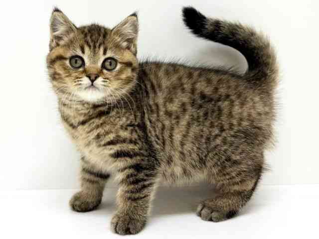 大阪府のブリティッシュショートヘアー (ひごペットフレンドリーくずはモール店/2025年9月8日生まれ/女の子/ブラウンマッカレルタビー)の子猫の2枚目の画像