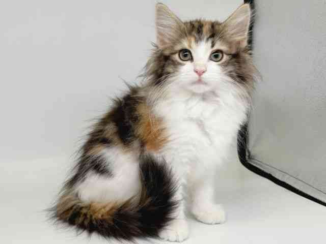 大阪府のノルウェージャンフォレストキャット (ひごペットフレンドリー瓜破店/2025年8月29日生まれ/女の子/ブラウンパッチドタビーホワイト)の子猫の2枚目の画像