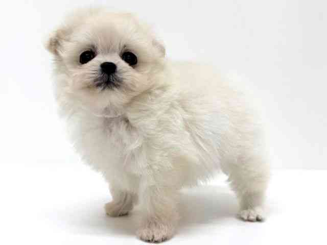 大阪府のポメプー(ポメラニアン×プードル) (ひごペットフレンドリーくずはモール店/2025年9月7日生まれ/女の子/クリーム)の子犬の2枚目の画像