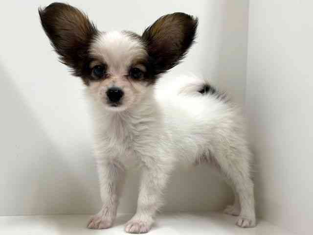 奈良県のパピヨン (ひごペットフレンドリーイオンモール橿原ウエスト・ビレッジ店/2025年9月5日生まれ/男の子/レッドホワイト)の子犬の2枚目の画像