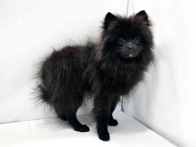 愛媛県のポメラニアン (ひごペットフレンドリーイオンモール今治新都市店/2025年8月30日生まれ/男の子/ブラック)の子犬の2枚目の画像