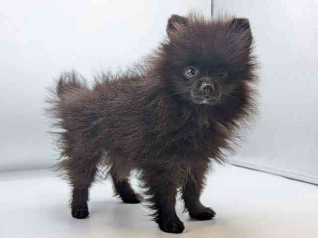 香川県のポメラニアン (ひごペットフレンドリーゆめタウン高松店/2025年8月30日生まれ/男の子/ブラック)の子犬の2枚目の画像