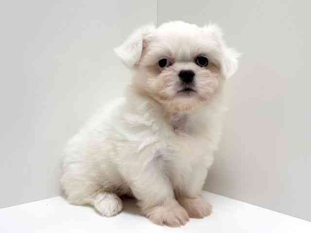 愛知県のペキマル/マルペキ(ペキニーズ×マルチーズ) (ひごペットフレンドリーららぽーと名古屋みなとアクルス店/2025年8月15日生まれ/男の子/ホワイト)の子犬の2枚目の画像
