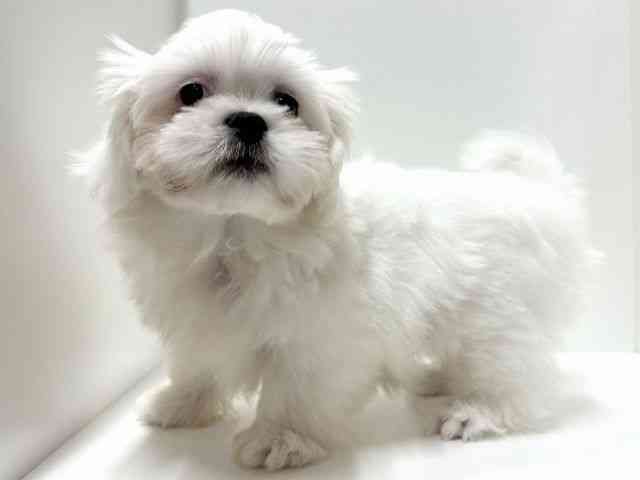 愛知県のペキマル/マルペキ(ペキニーズ×マルチーズ) (ひごペットフレンドリーららぽーと名古屋みなとアクルス店/2025年8月15日生まれ/男の子/ホワイト)の子犬の2枚目の画像