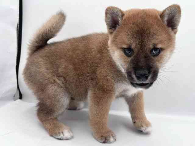 島根県の柴犬(標準サイズ) (ひごペットフレンドリーイオン松江ショッピングセンター店/2025年9月7日生まれ/男の子/赤)の子犬の2枚目の画像