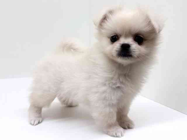 兵庫県のペキポメ/ポメペキ(ペキニーズ×ポメラニアン) (ひごペットフレンドリーブルメールHAT神戸店/2025年9月5日生まれ/女の子/ホワイト)の子犬の2枚目の画像