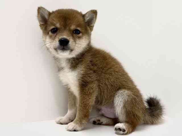 大阪府の柴犬(標準サイズ) (ひごペットフレンドリーくずはモール店/2025年9月6日生まれ/男の子/赤)の子犬の2枚目の画像