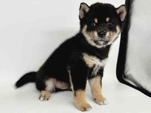 大阪府の柴犬(標準サイズ) (ひごペットフレンドリー瓜破店/2025年9月8日生まれ/男の子/黒)の子犬の2枚目の画像