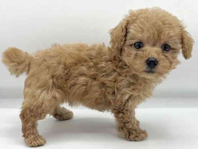 大阪府のトイプードル(トイ) (ひごペットフレンドリーららぽーとEXPOCITY店/2025年9月8日生まれ/女の子/アプリコット)の子犬の2枚目の画像