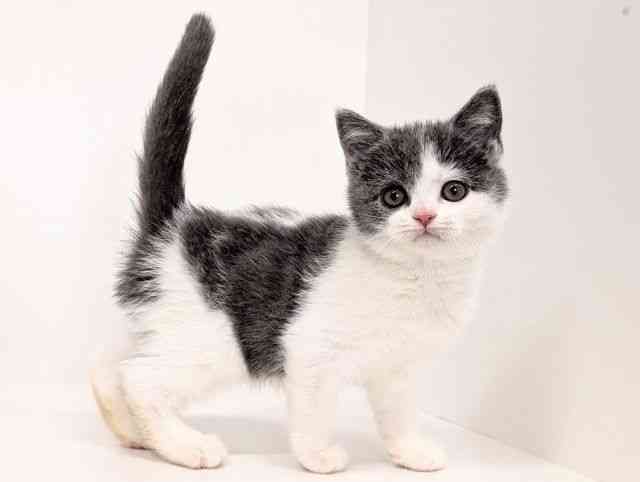 福岡県のブリティッシュショートヘアー (ひごペットフレンドリーリバーウォーク北九州店/2025年9月7日生まれ/女の子/ブルーホワイト)の子猫の2枚目の画像