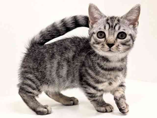 福岡県のマンチカン (ひごペットフレンドリーリバーウォーク北九州店/2025年9月4日生まれ/男の子/シルバータビー)の子猫の2枚目の画像