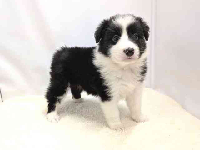 広島県のボーダーコリー (ひごペットフレンドリーゆめタウン廿日市店/2025年9月7日生まれ/女の子/ブラックホワイト)の子犬の2枚目の画像