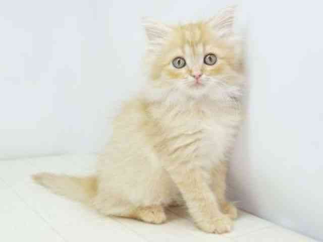 福岡県のサイベリアン (ひごペットフレンドリーゆめタウン筑紫野店/2025年9月8日生まれ/男の子/レッドタビー)の子猫の2枚目の画像