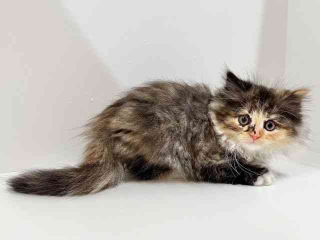 奈良県のサイベリアン (ひごペットフレンドリーイオンモール橿原ウエスト・ビレッジ店/2025年9月8日生まれ/女の子/ブラウンタビーホワイト)の子猫の2枚目の画像
