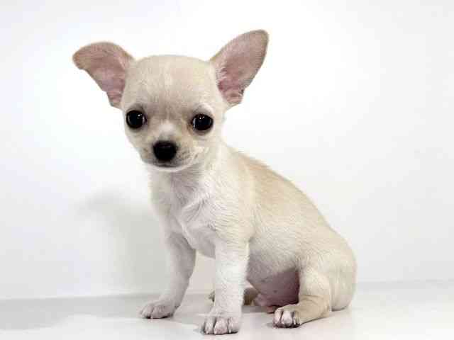 兵庫県のチワワ(スムース) (ひごペットフレンドリーイトーヨーカドー明石店/2025年9月6日生まれ/男の子/クリームホワイト)の子犬の2枚目の画像