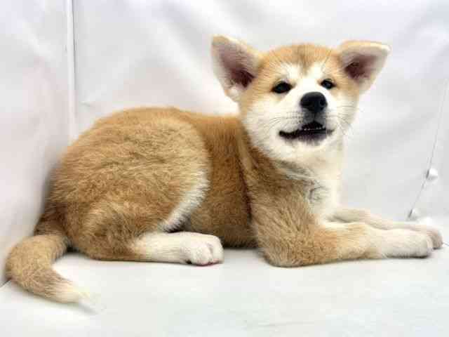 兵庫県の秋田犬 (ひごペットフレンドリークラウンパーク伊丹店/2025年8月25日生まれ/女の子/赤)の子犬の2枚目の画像