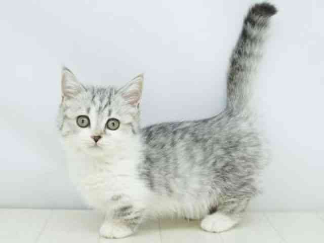 福岡県のミヌエット (ひごペットフレンドリーゆめタウン筑紫野店/2025年9月3日生まれ/女の子/シルバータビーホワイト)の子猫の2枚目の画像