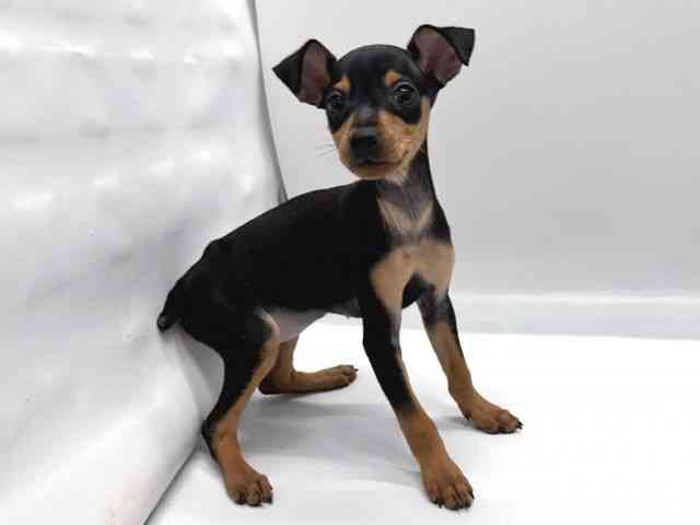 京都府のミニチュアピンシャー (ひごペットフレンドリー京都店/2025年9月6日生まれ/女の子/ブラックタン)の子犬の2枚目の画像