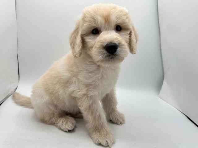 奈良県のゴールデンドゥードゥル(ゴールデン×プードル) (ひごペットフレンドリー田原本店/2025年9月7日生まれ/男の子/クリーム)の子犬の2枚目の画像