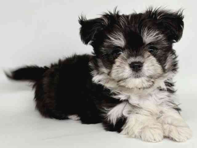 大阪府のチワマル/マルチワ(チワワ×マルチーズ) (ひごペットフレンドリー瓜破店/2025年9月8日生まれ/男の子/パーティーカラー)の子犬の2枚目の画像