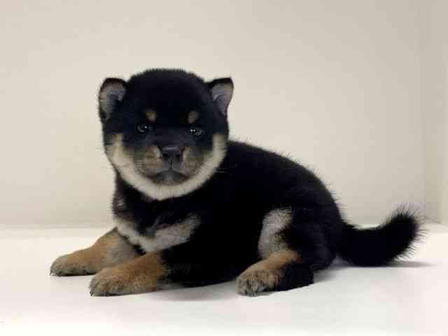 兵庫県の柴犬(標準サイズ) (ひごペットフレンドリーイトーヨーカドー明石店/2025年9月7日生まれ/女の子/黒)の子犬の2枚目の画像