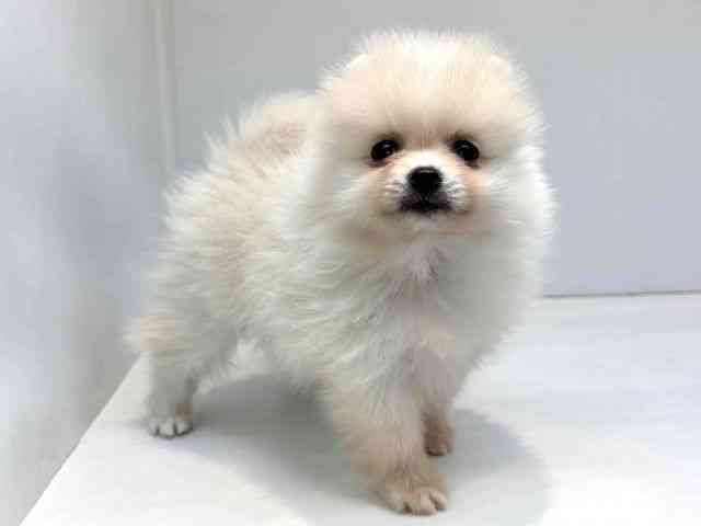 大阪府のポメラニアン (ひごペットフレンドリーセブンパーク天美店/2025年9月6日生まれ/男の子/クリーム)の子犬の2枚目の画像